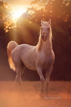 horse cats Painting - horse in sunset